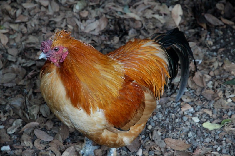 nagoya chicken