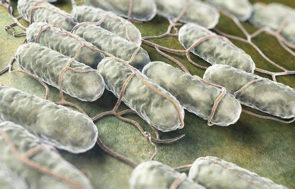 salmonella bacteria