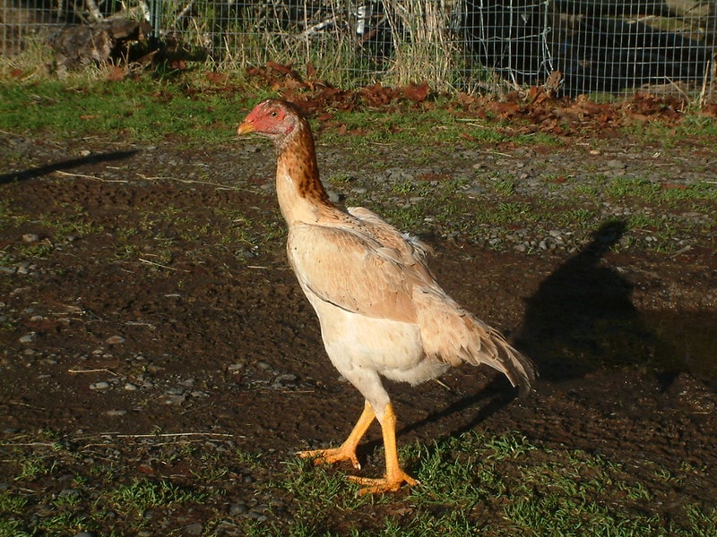 shamo pullet