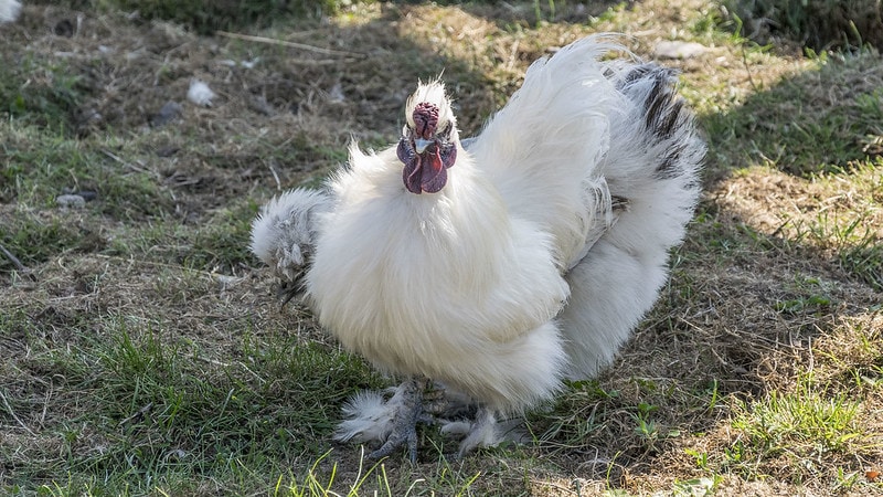 ukokkei japanese silkie chicken