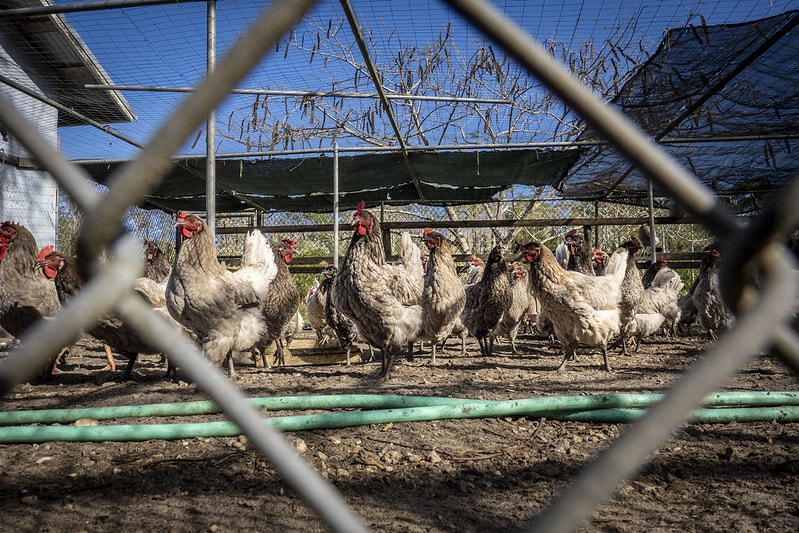 blue plymouth rock chicken flock