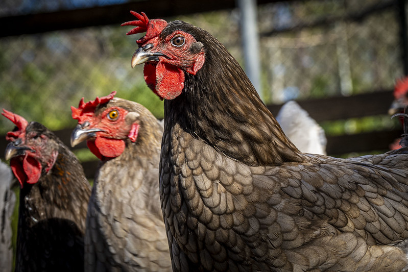 blue plymouth rock chickens