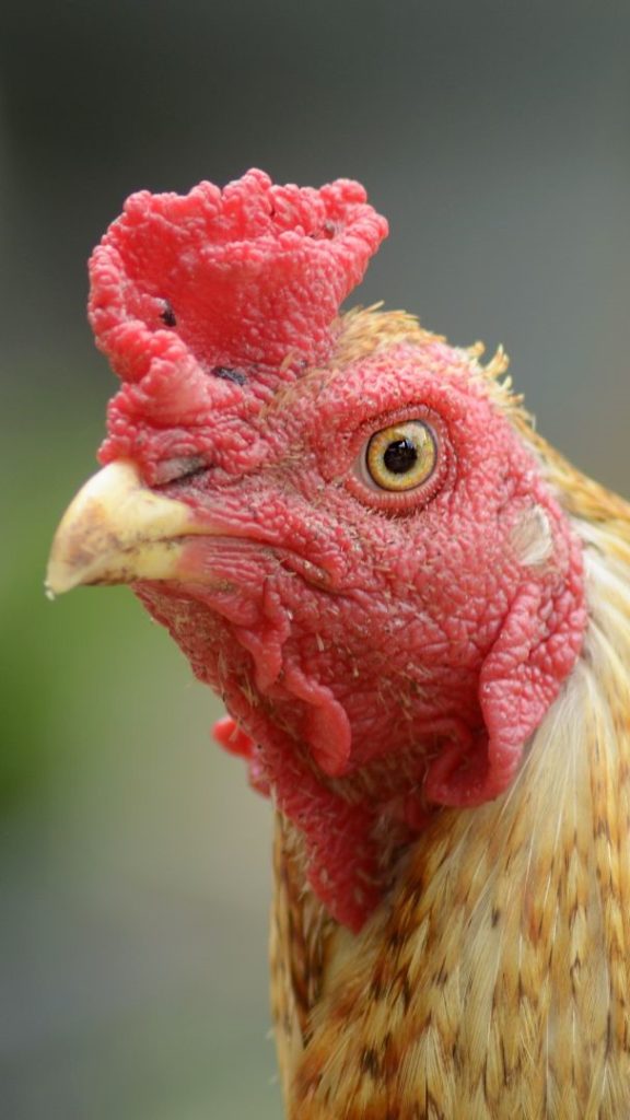 chicken comb with black spots