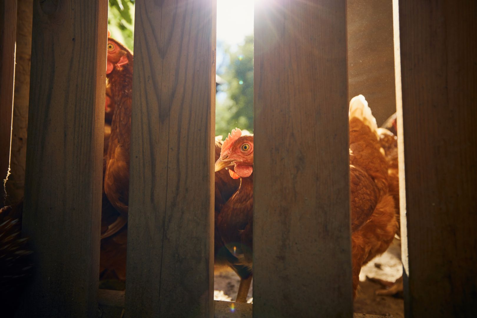 chicken coop fencing