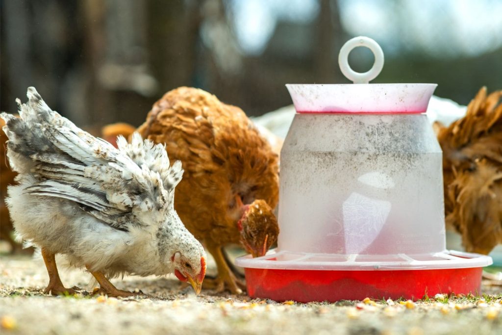 chickens are near the plastic feeder