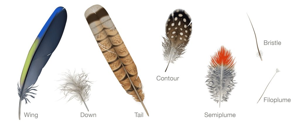 types of feathers