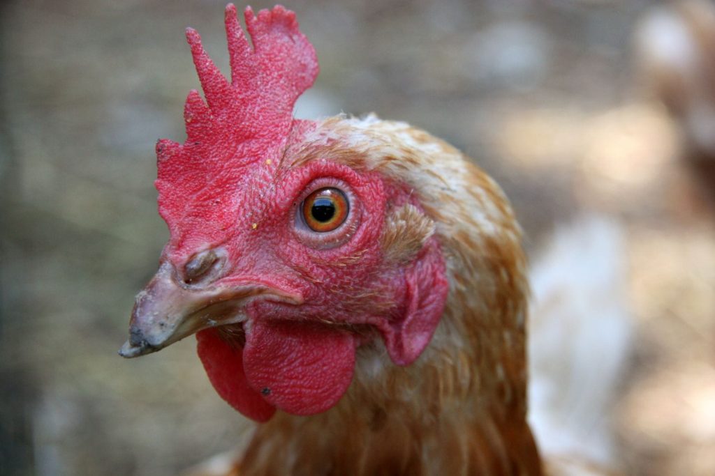 funny beak chicken