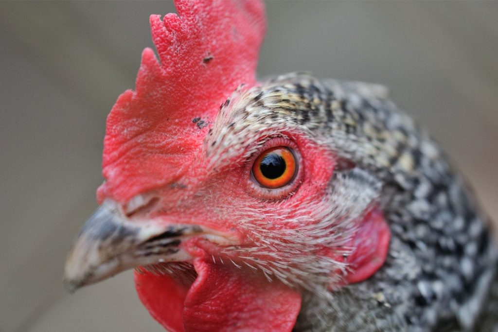 hen head and comb with black spots portrait