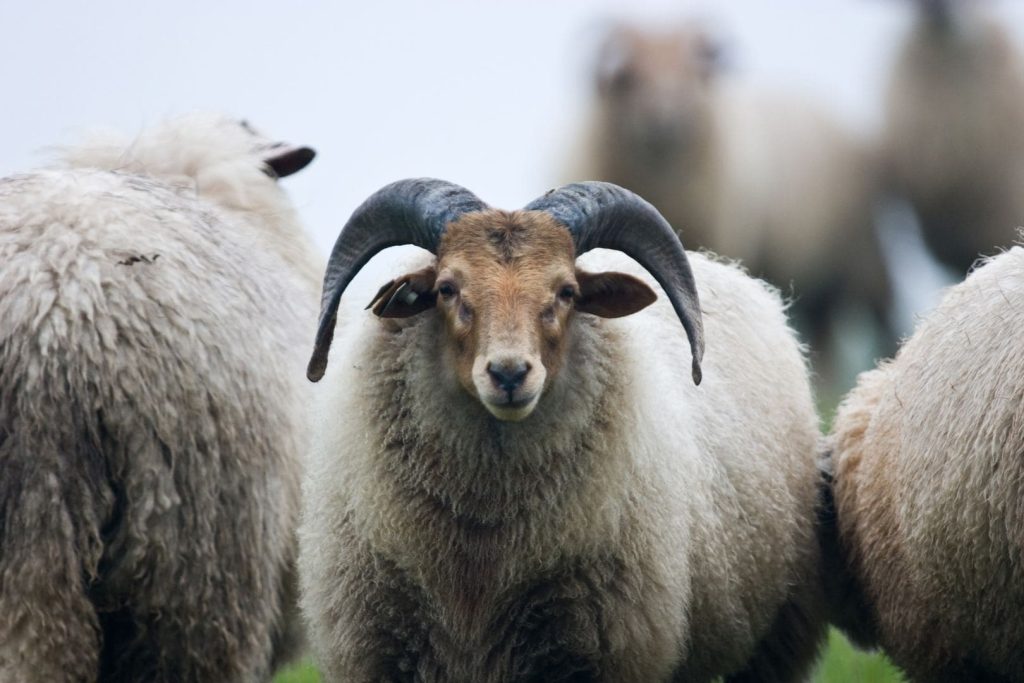 ram in herd