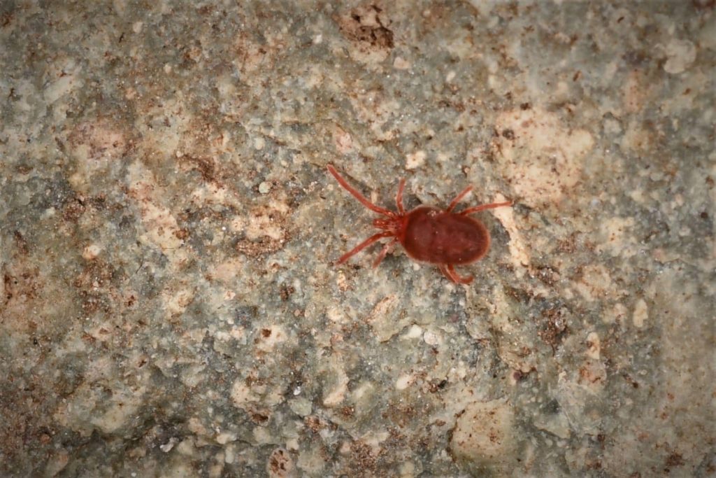 red mite
