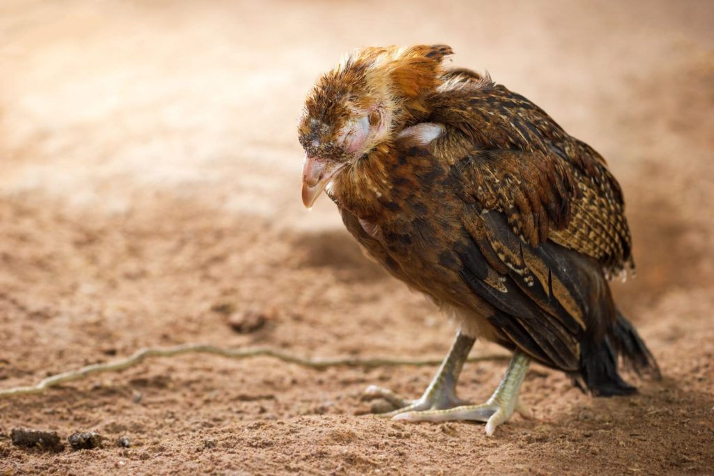 sick chicken on the ground in farm
