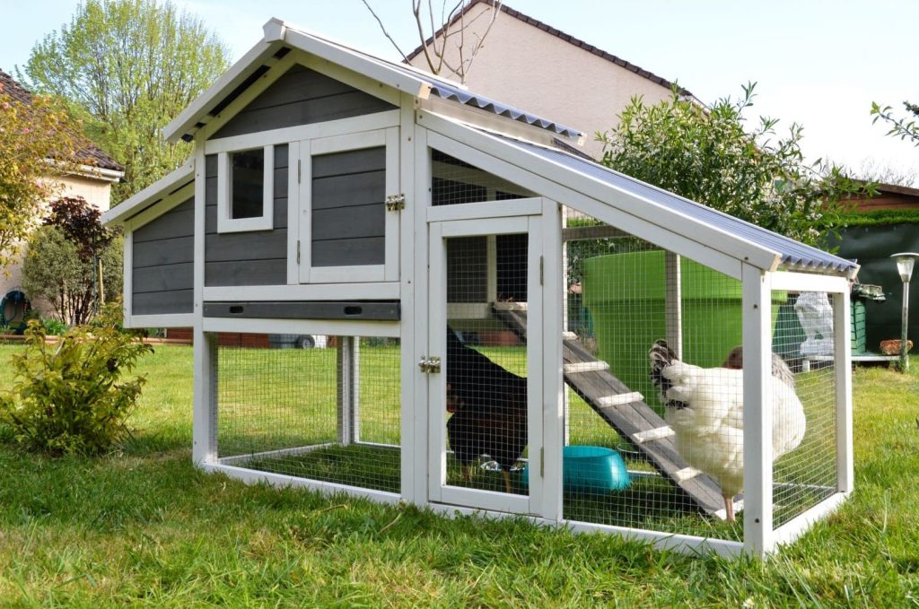 white chicken in the small grey chicken coop