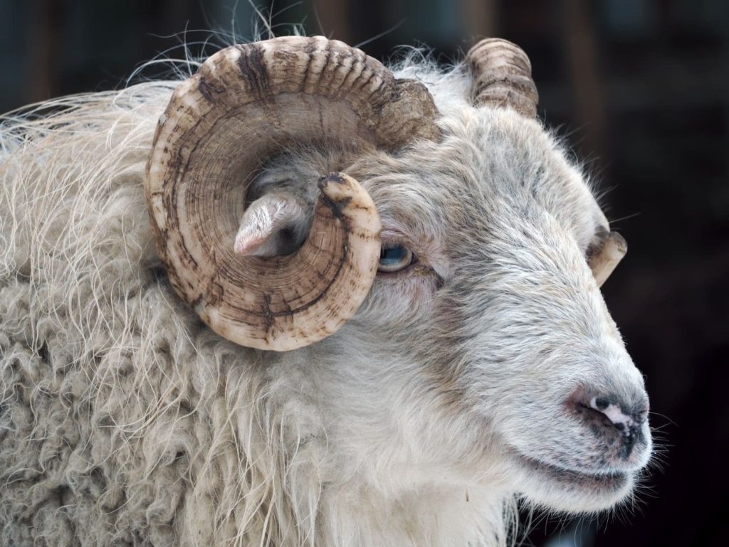 white ram head portrait
