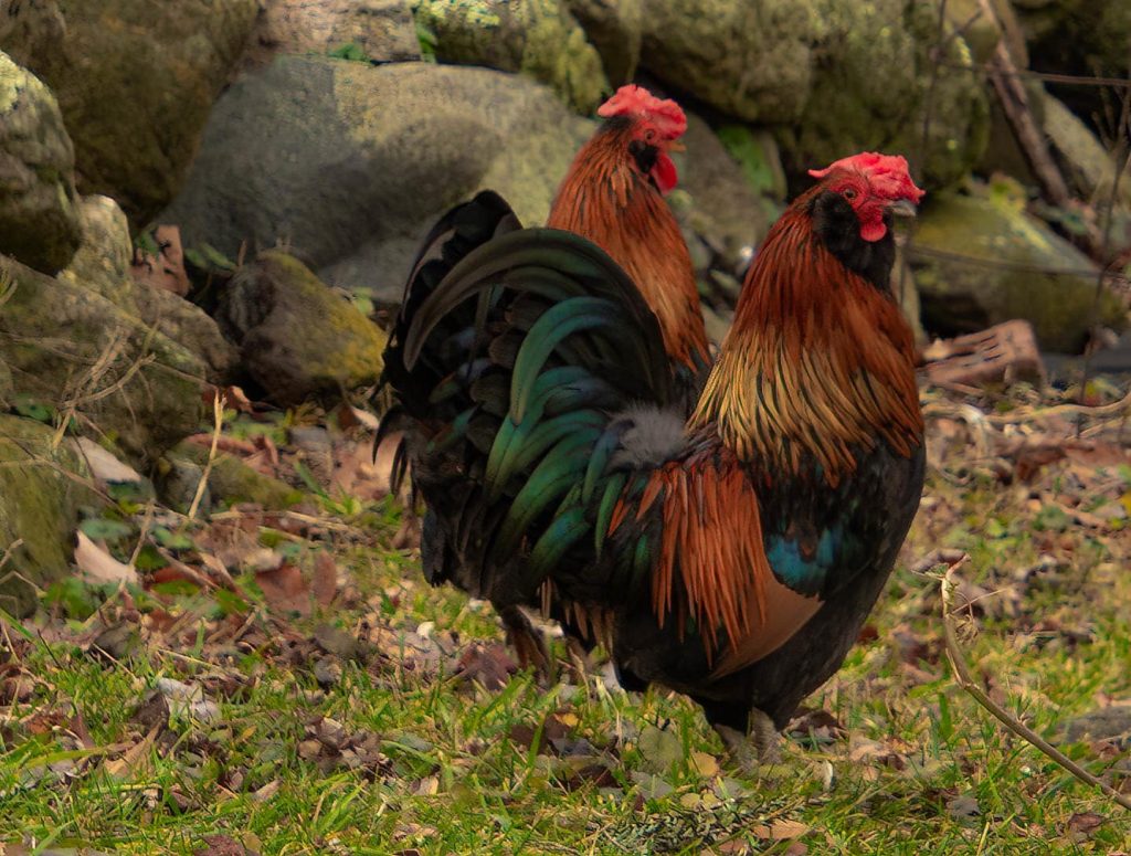 dutch bantam roosters