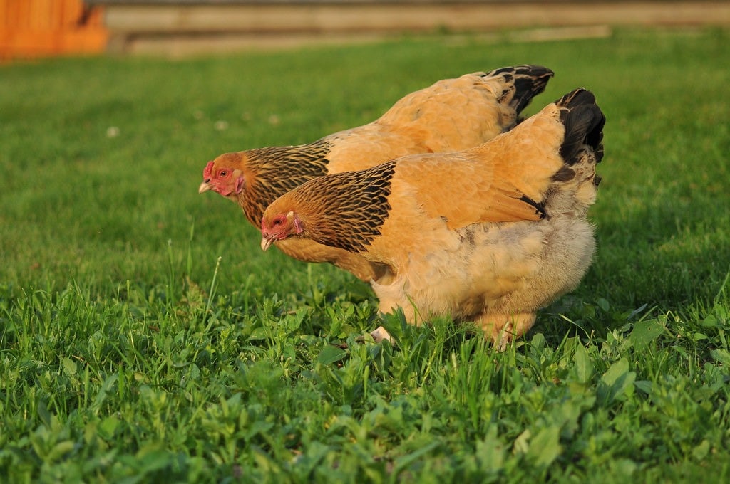 buff brahma hens