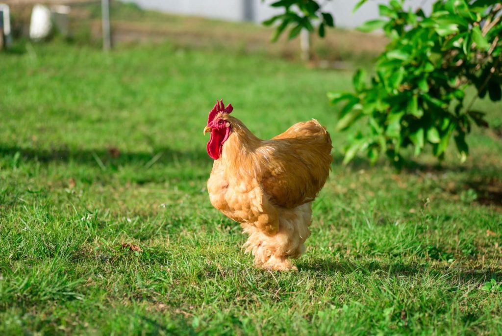 buff cochin bantam rooster