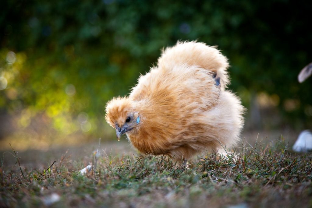 Buff Silkie Chicken