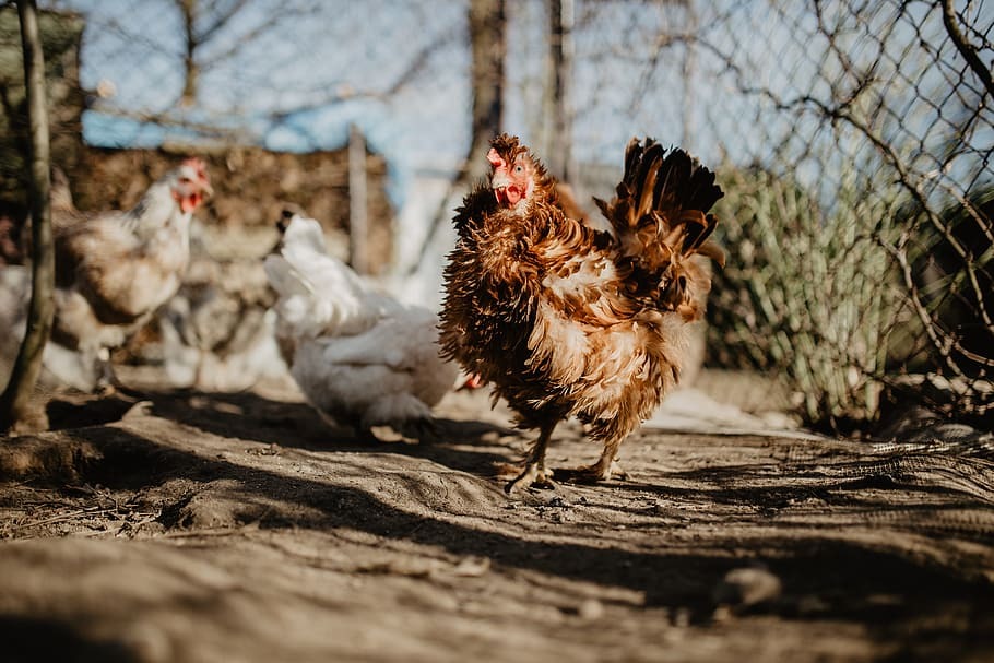 brown frizzle chicken