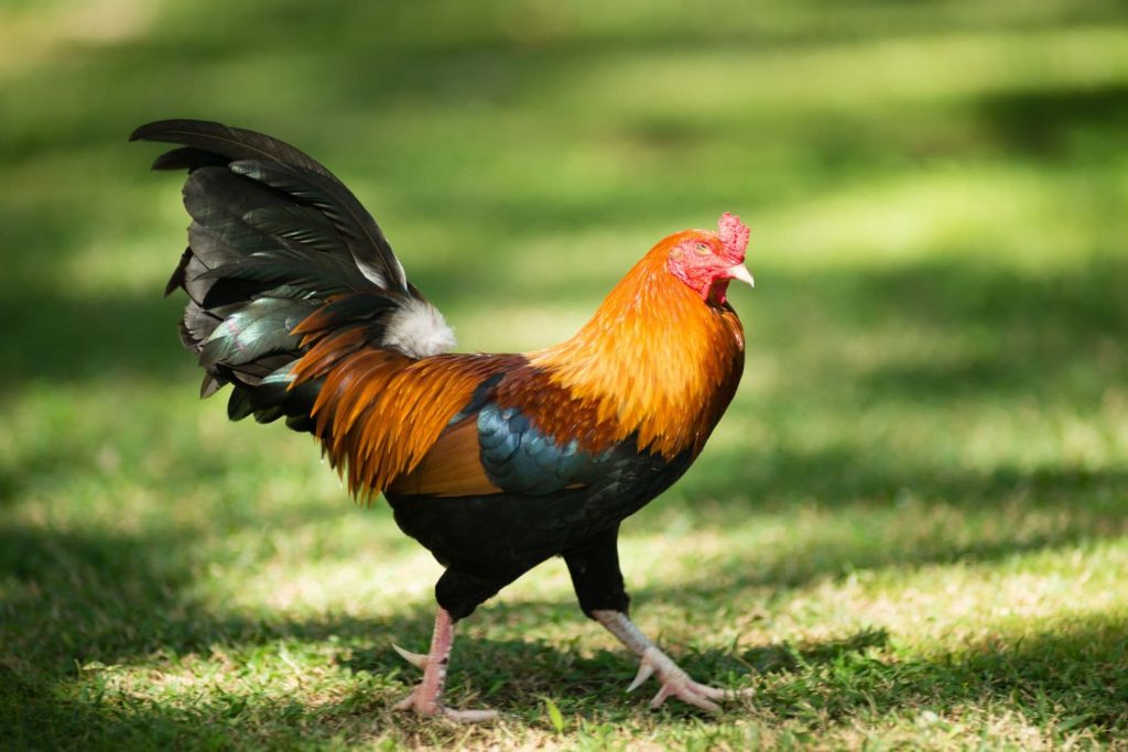 feral rooster male chicken hawaii park