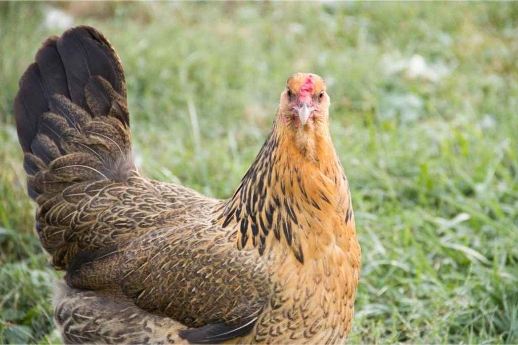 free range buff easter egger hen