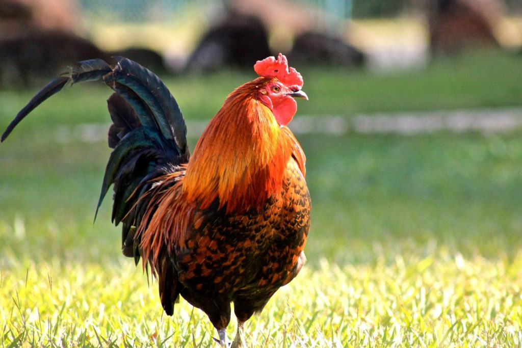 red junglefowl