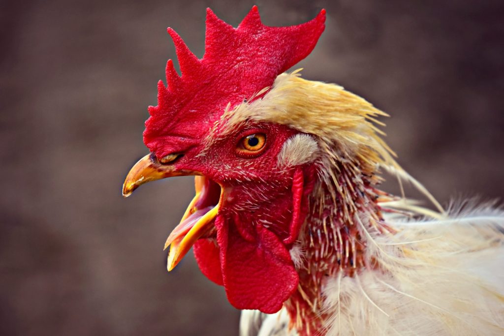 a white rooster with an open beak and a protruding tongue