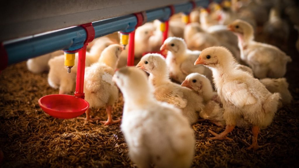 baby chicks feeding