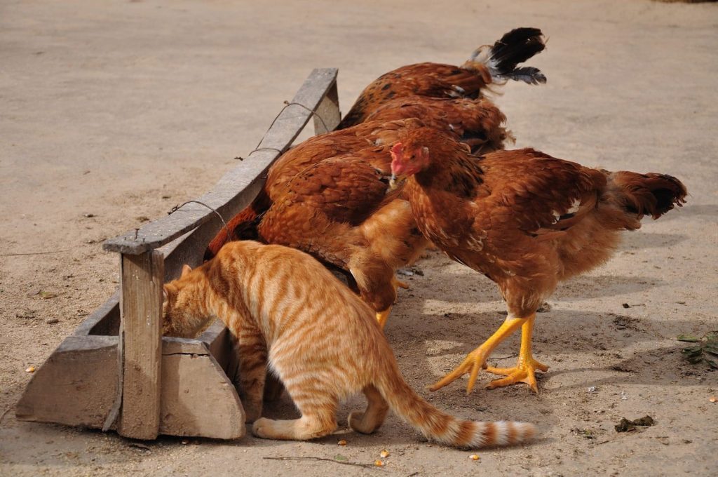 cat and chickens eating