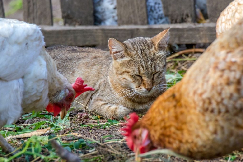 domestic cat watching the chickens