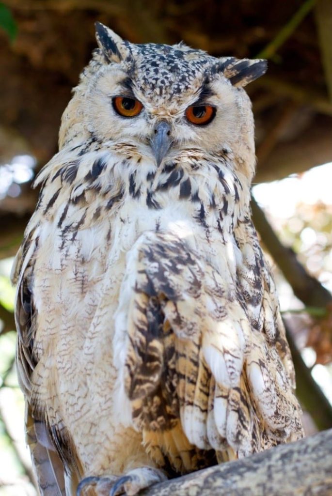 great horned owl