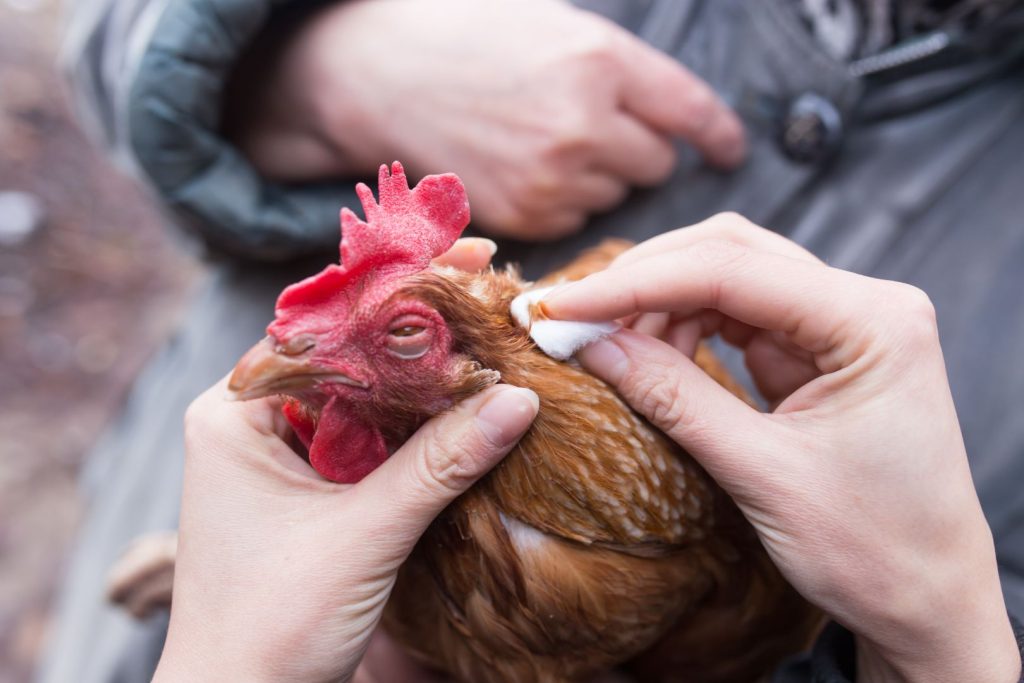 human treats a chicken