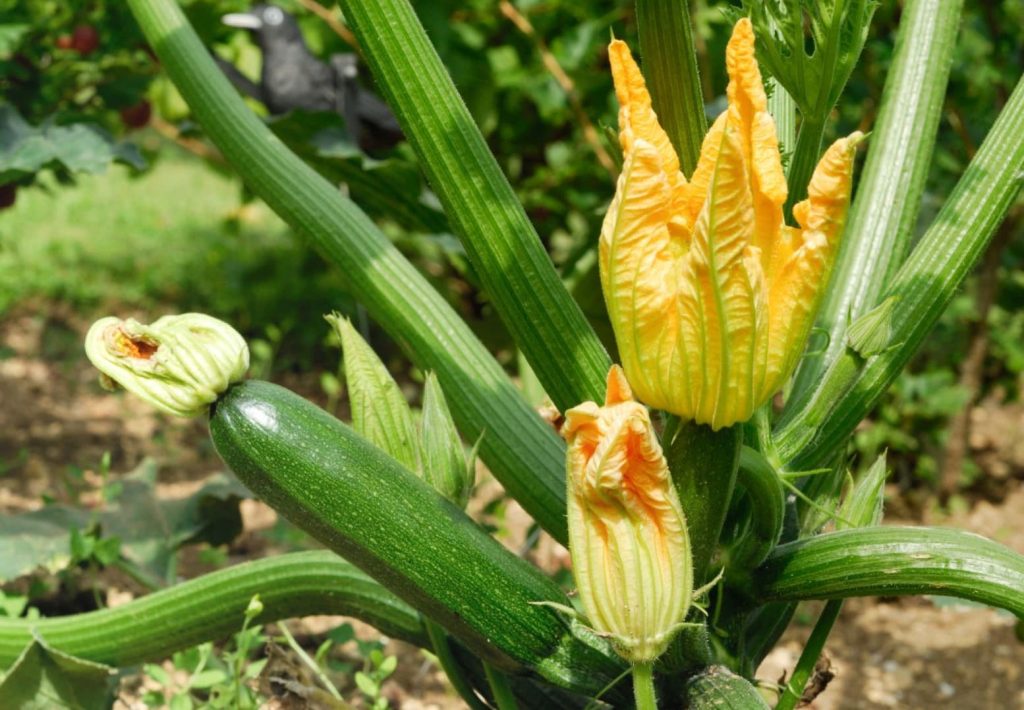 Zucchini Blossoms