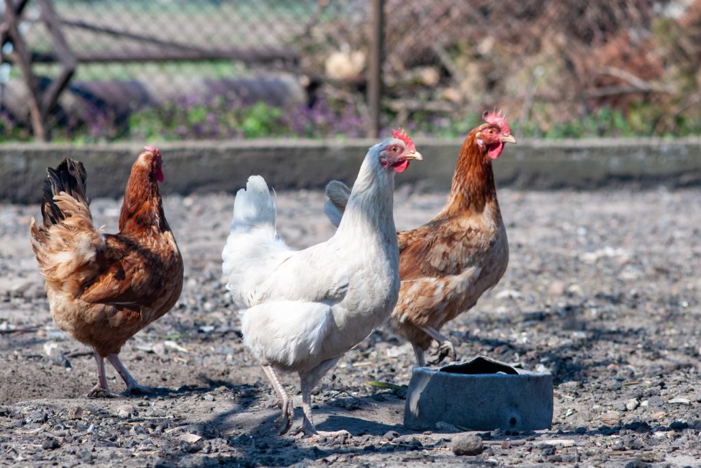2 red and 1 white young pullets are walking around the yard
