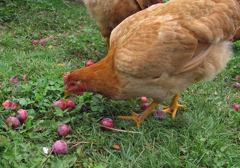 Red Ranger pullet eating plums
