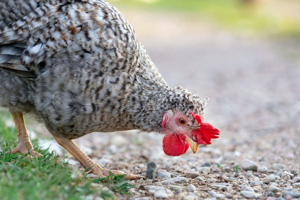 beautiful chicken looking for food