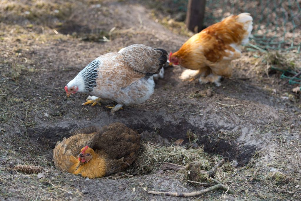 chicken taking a dust bath