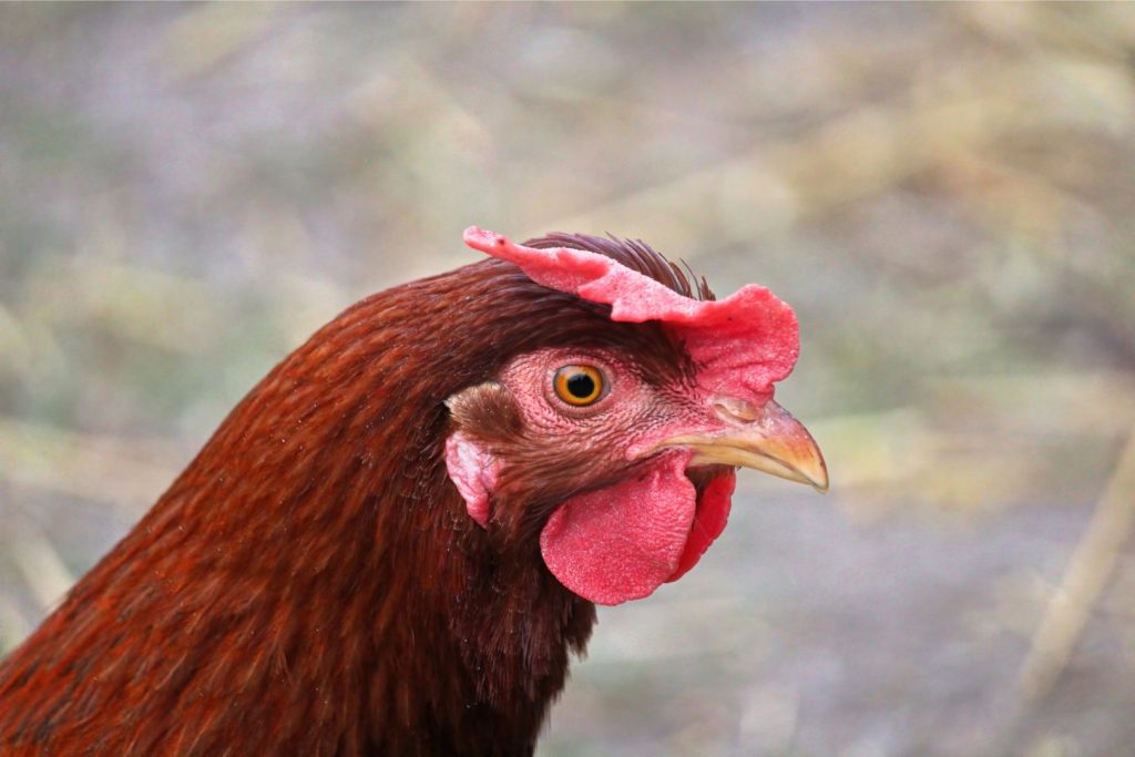 Closeup of a Brown Chicken Head and Earlobe