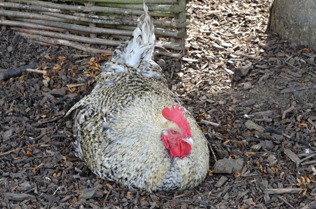 grey and white chicken lying down