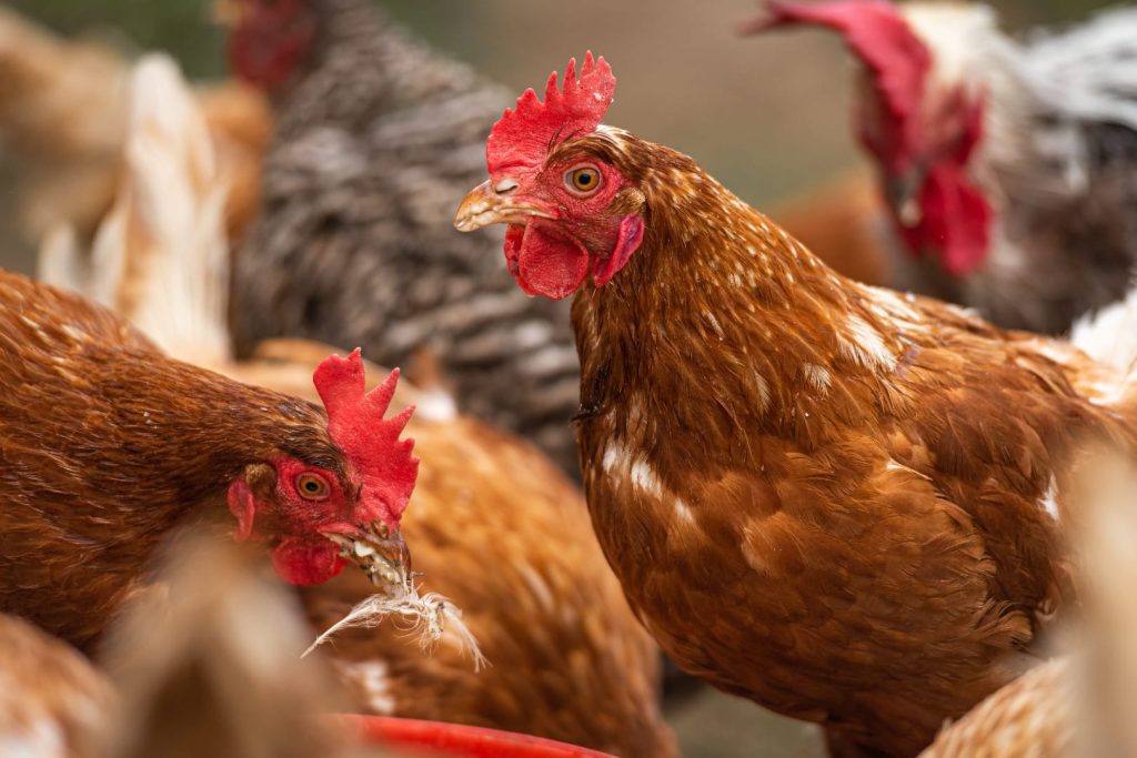 red chickens with feathers in their beaks