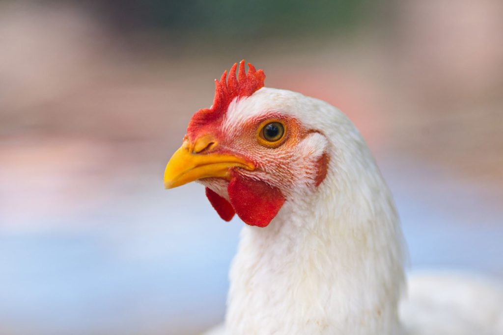white chickens head