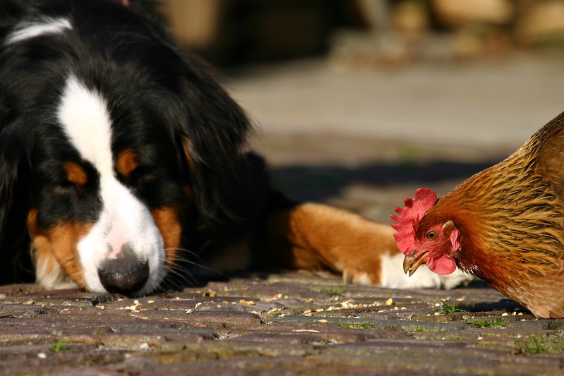 a dog next to a chicken that is eating