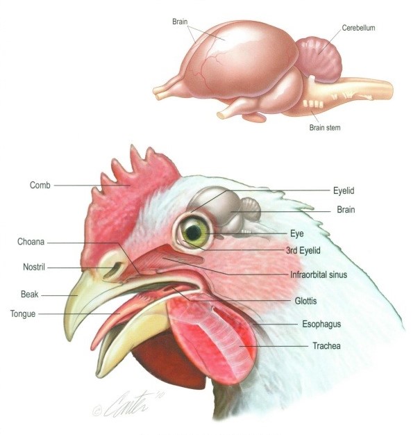 anatomy of chicken head and brains