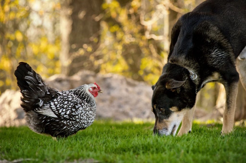 chicken and dog