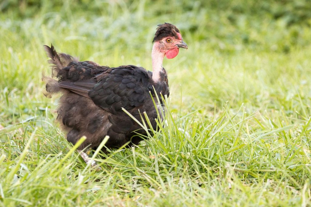 free range black turken chicken