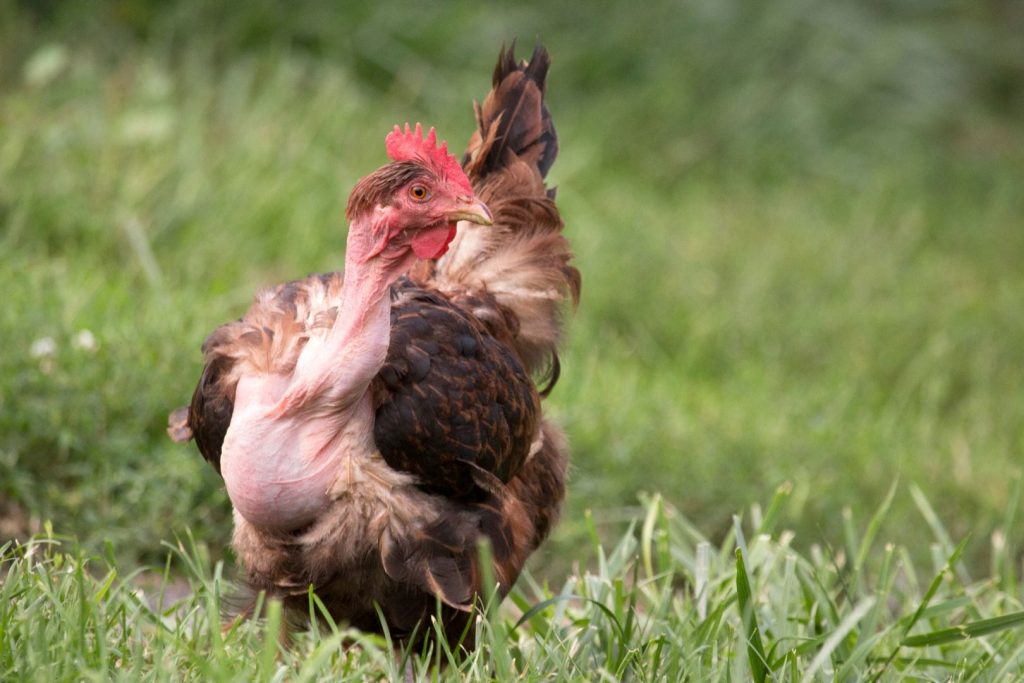 free range turken naked neck brown chicken