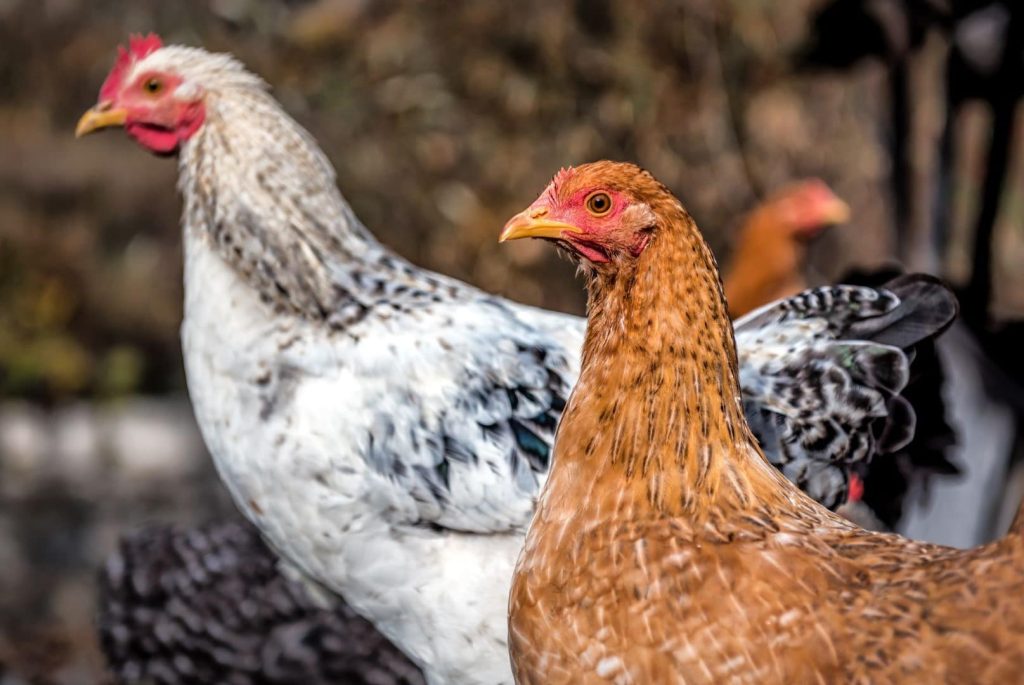 live chicken portrait