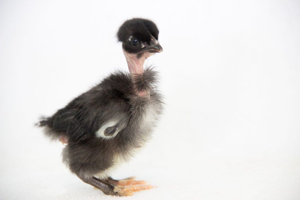 turken naked neck black baby chick