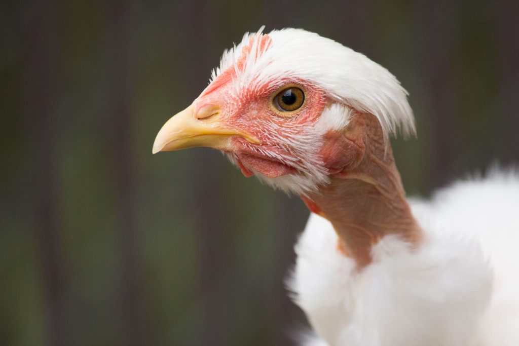 turken naked neck white chicken head