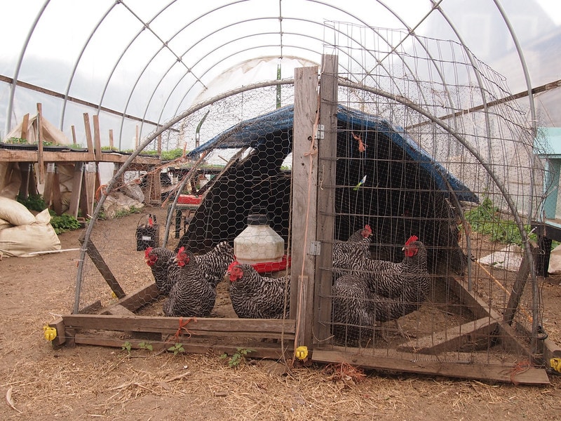 chickens in the hoop coop