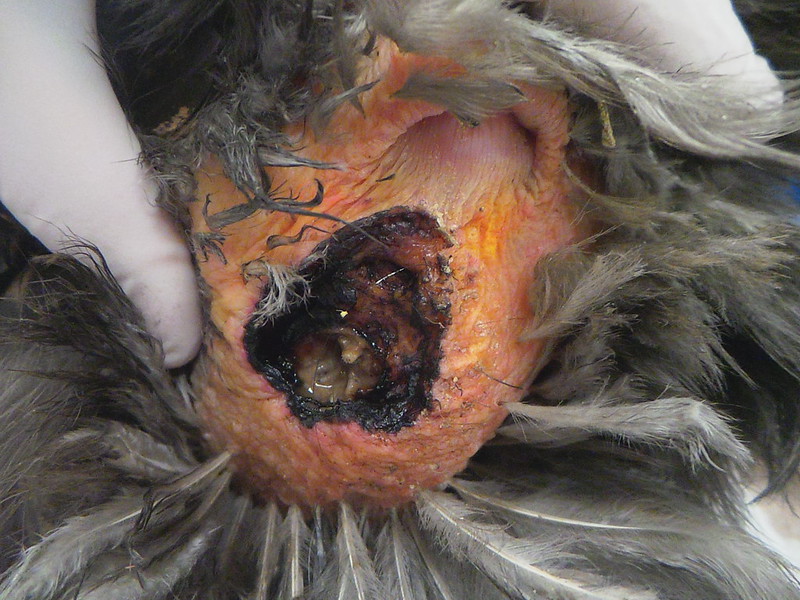 flystruck chicken